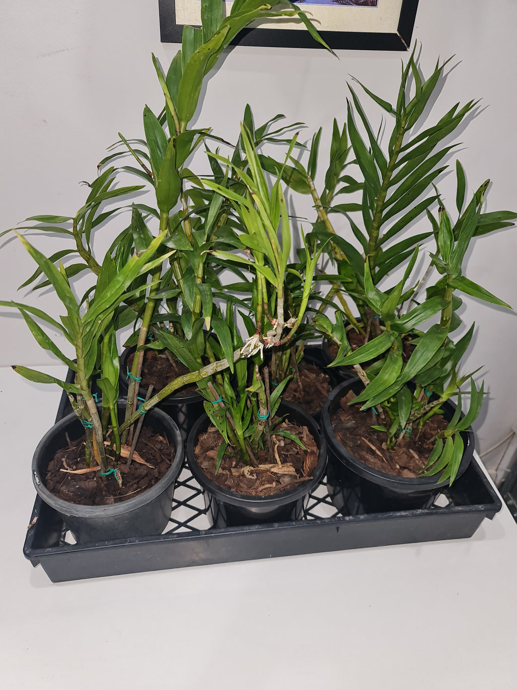 Dendrobium fimbriatum oculatum (Species)
