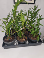 Dendrobium fimbriatum oculatum (Species)