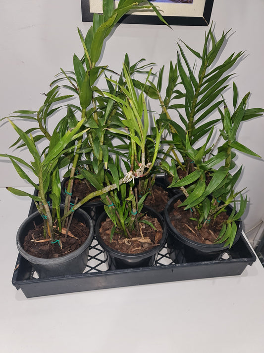 Dendrobium fimbriatum oculatum (Species)