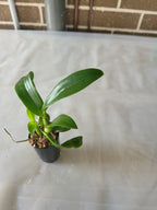 Dendrobium Indonesia Raya Red