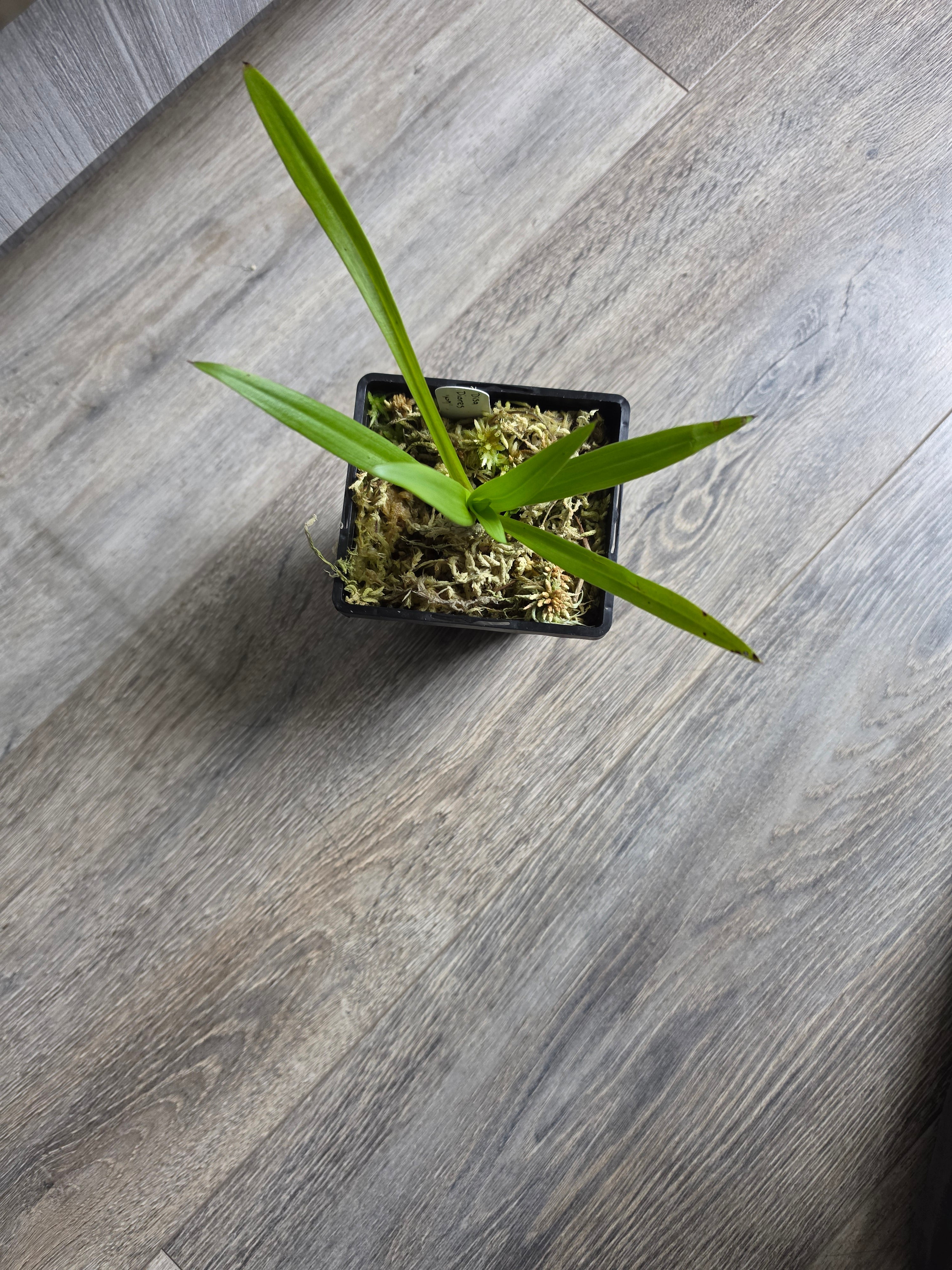Disa aurata Secondary image