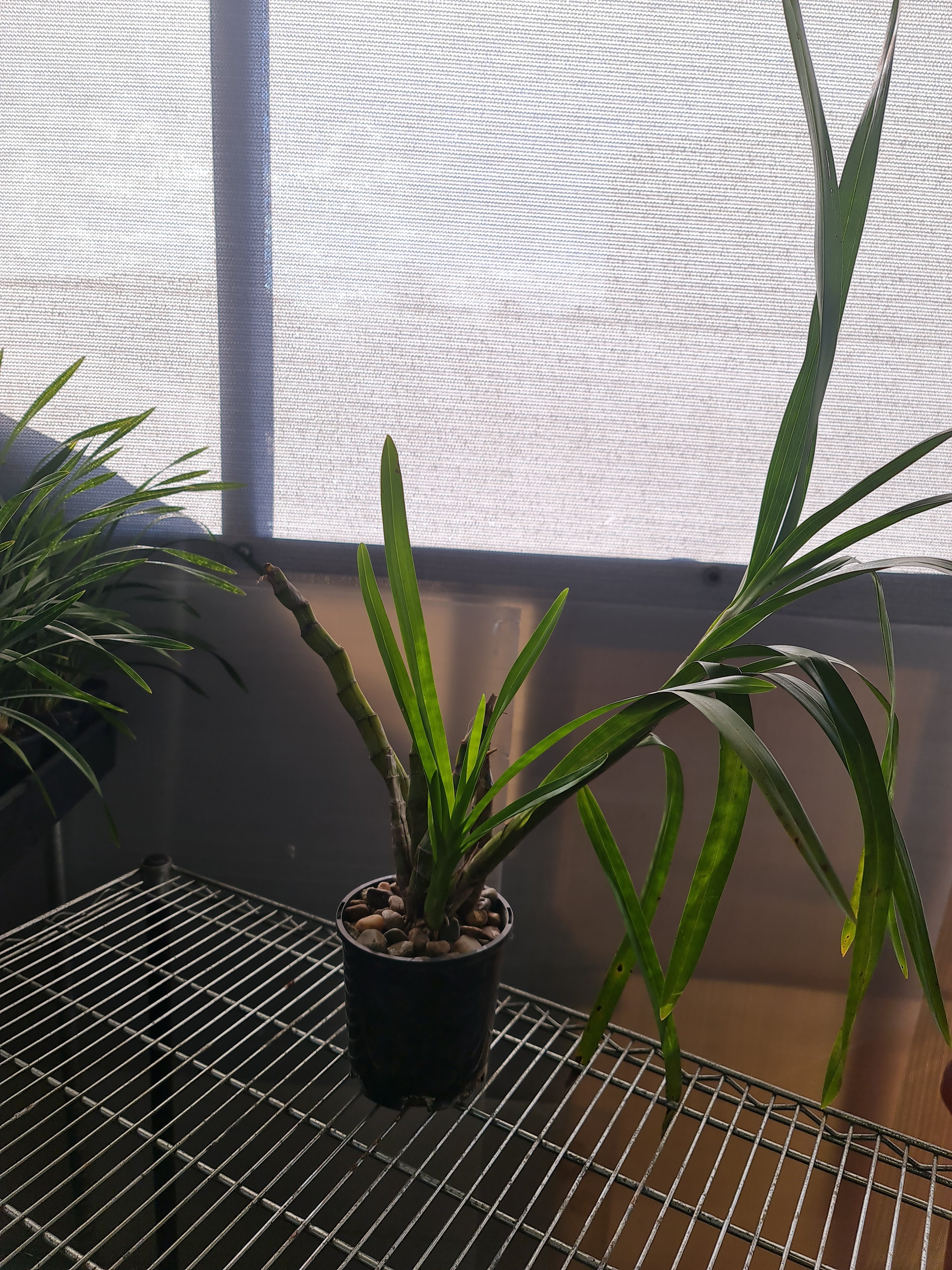 Grammatophyllum speciosum var flava Secondary image