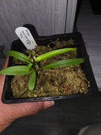 Disa Unilangley