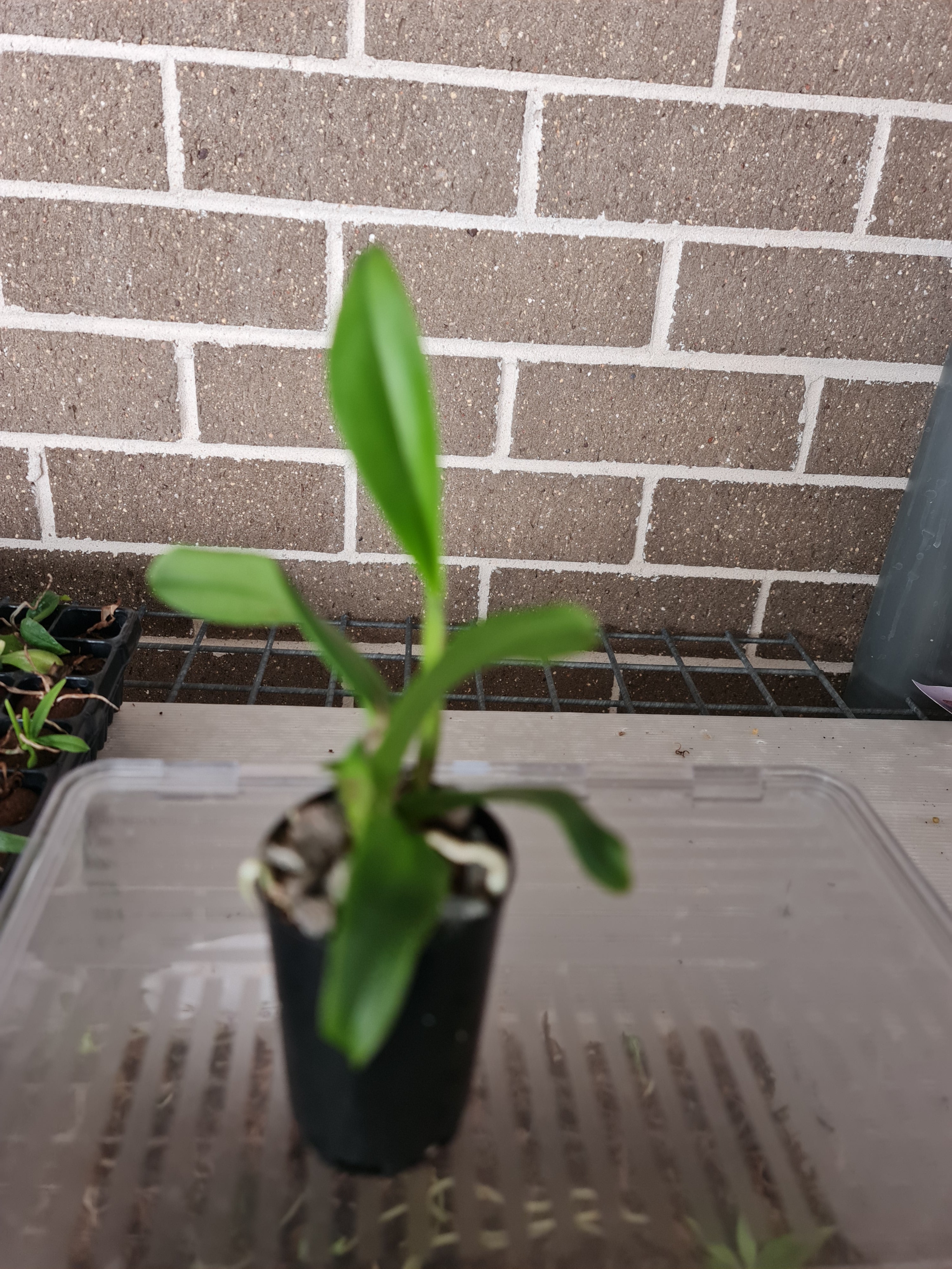 Rlc. Amazing Thailand Rainbow (Beautiful Multicoloured ) Secondary image