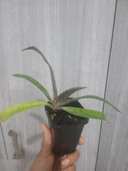 Paphiopedilum Venustum