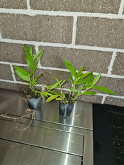 Dendrobium ostrinum (Blue Form)