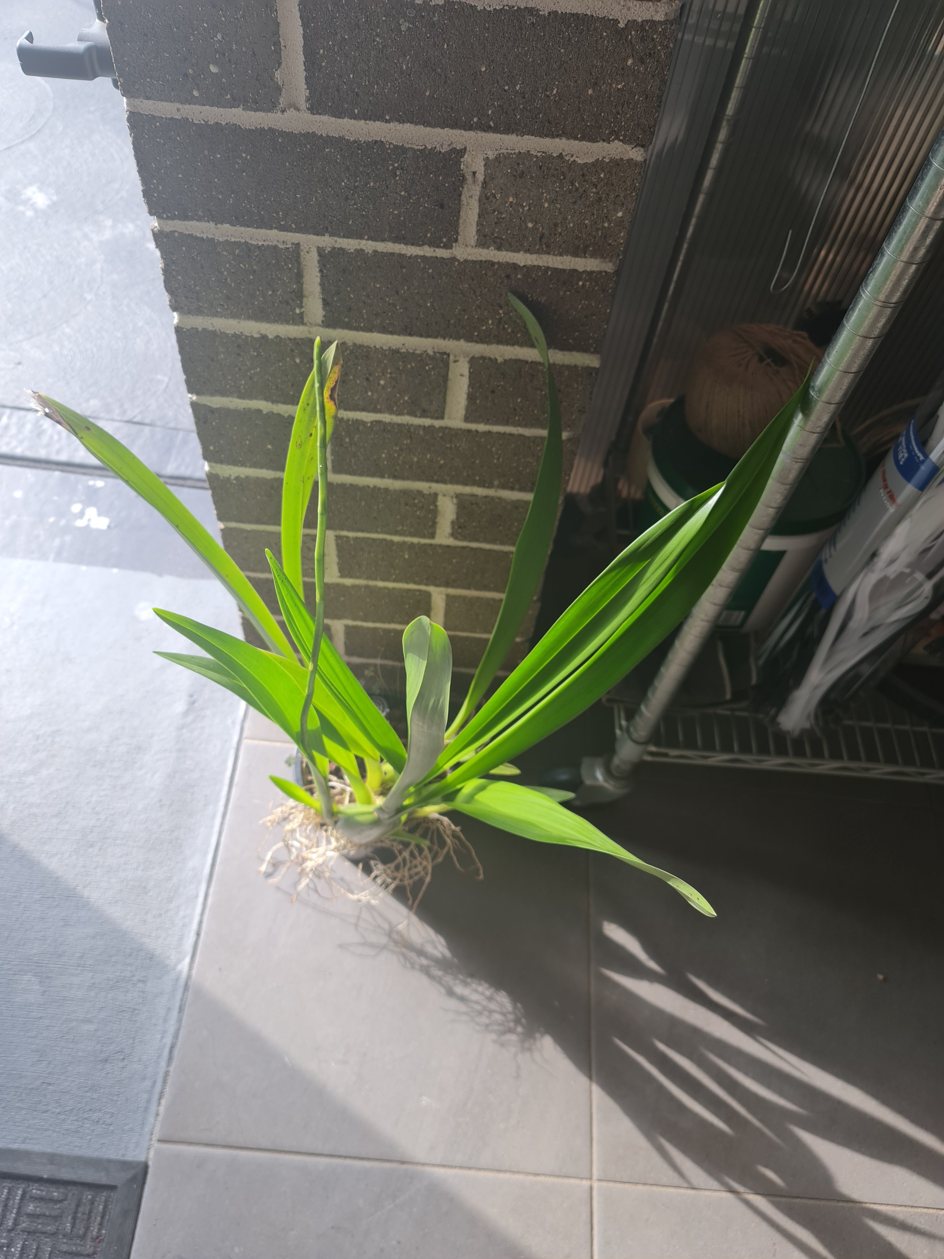 (INSPIKE NOW) Oncidium sphacelatum Secondary image