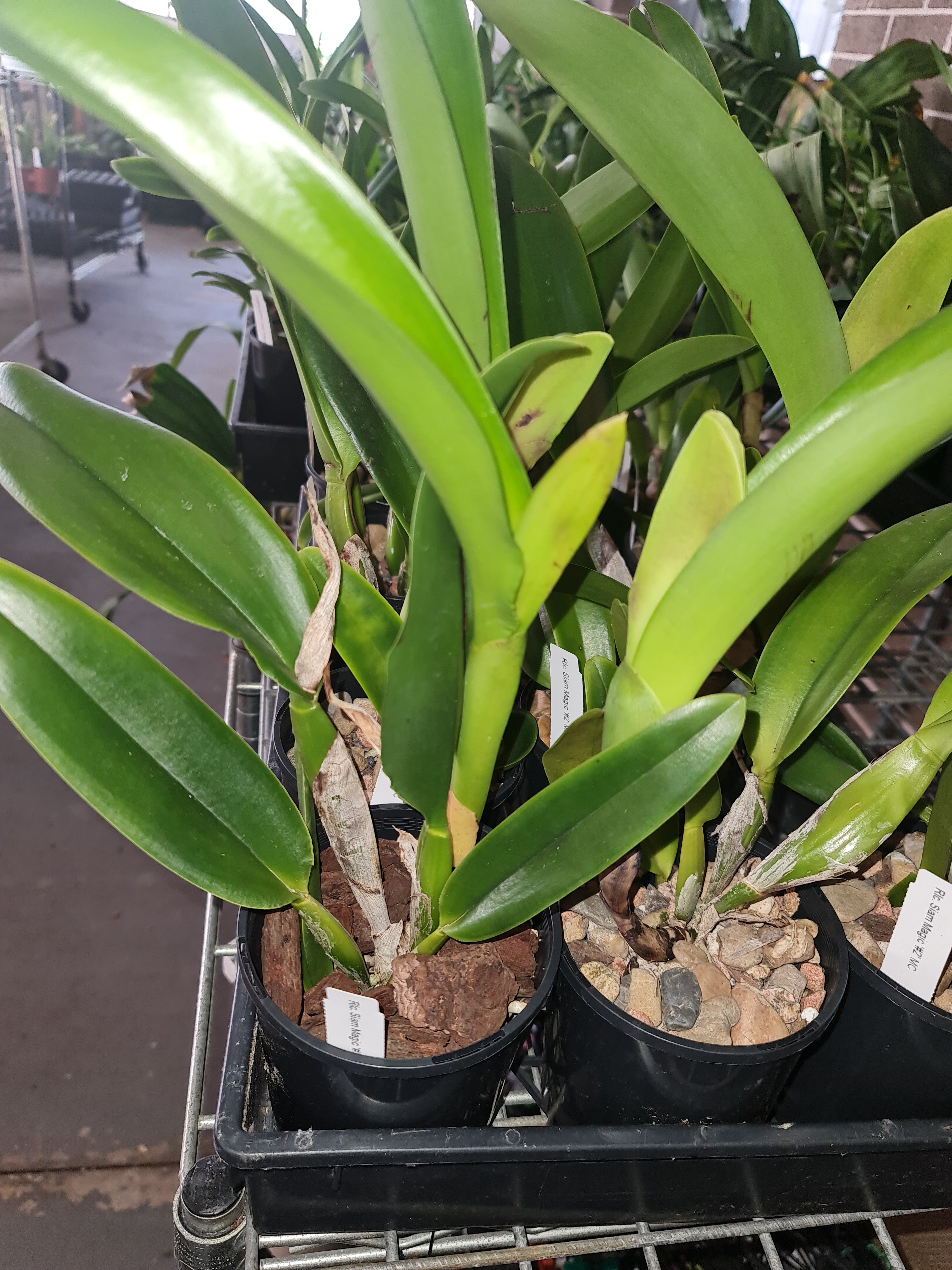 Rlc. Siam Magic '#2' MC Secondary image