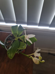 Phalaenopsis tetraspis (syn. speciosa) FRAGRANT SPECIES Flowering Size