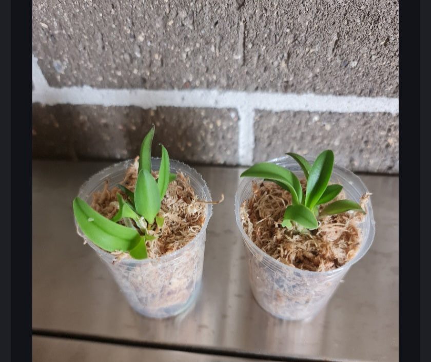 Sophronitis cernua (Mini Species from Brazil)