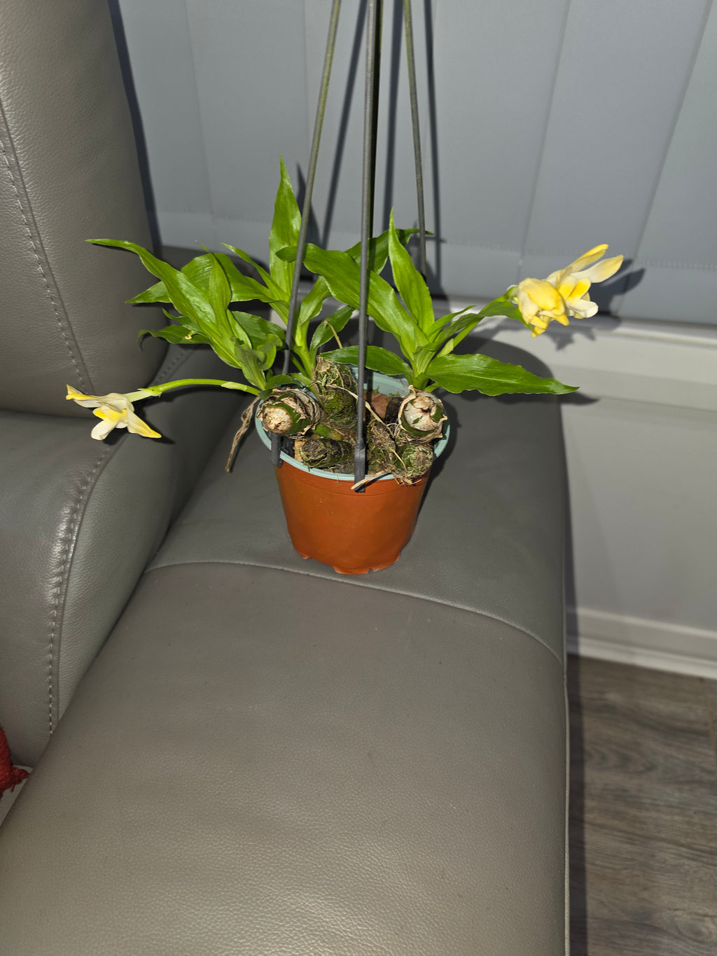 Chysis bractescens (Fragrant Species)