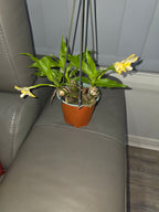 Chysis bractescens (Fragrant Species)