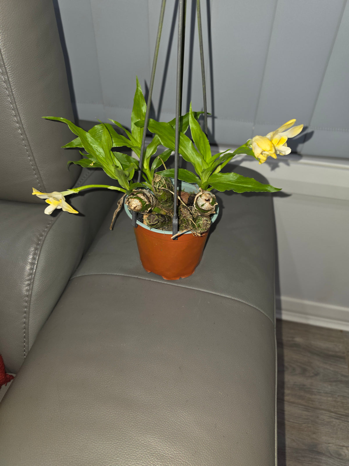 Chysis bractescens (Fragrant Species)