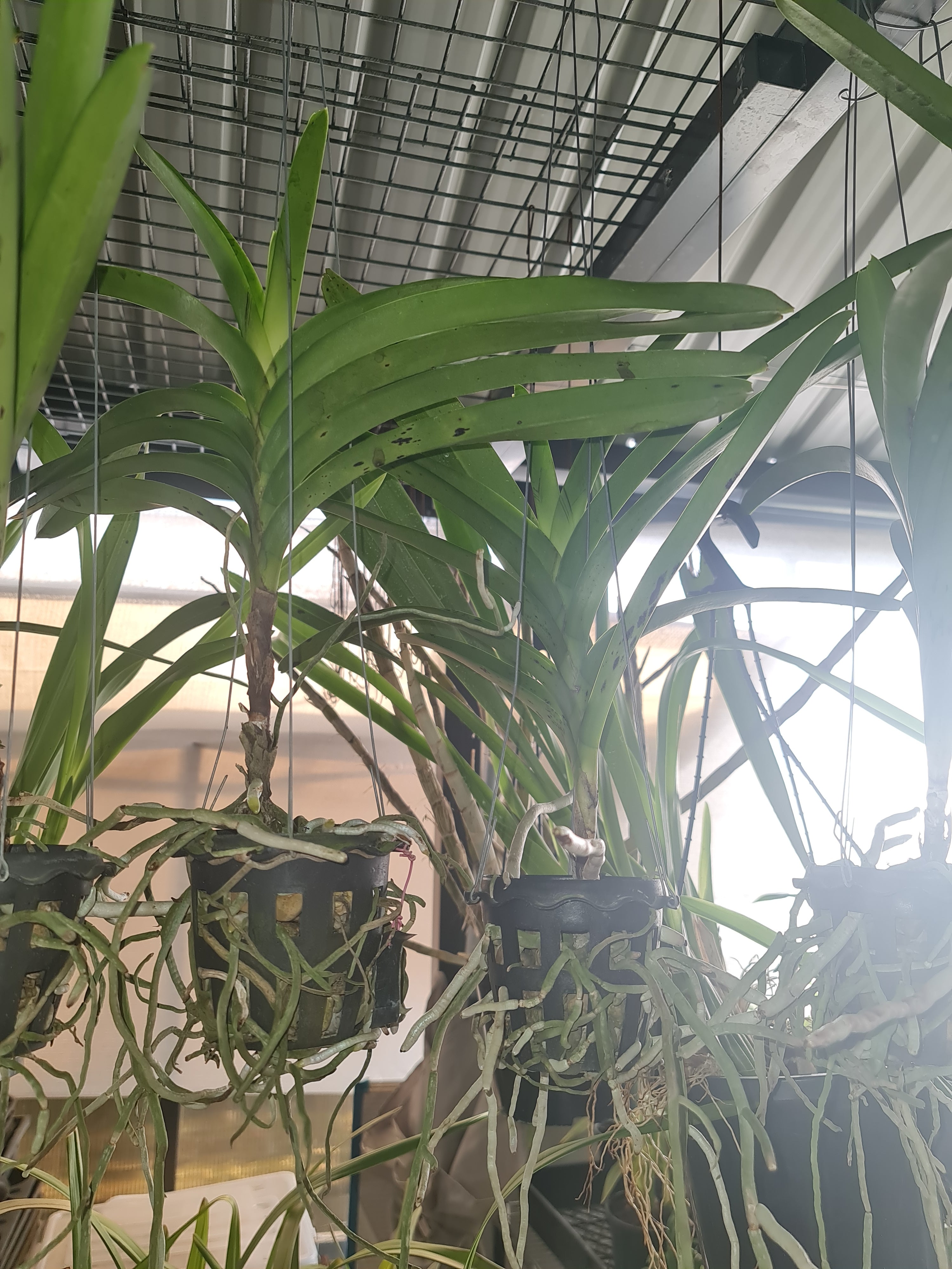 Vanda Pakchong Pink Secondary image