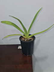 Paphiopedilum rothschildianum ( Hua Long x Black King Kong)