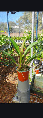 Rlc. Hey Song 'Amazing Thailand' (Special Variety)