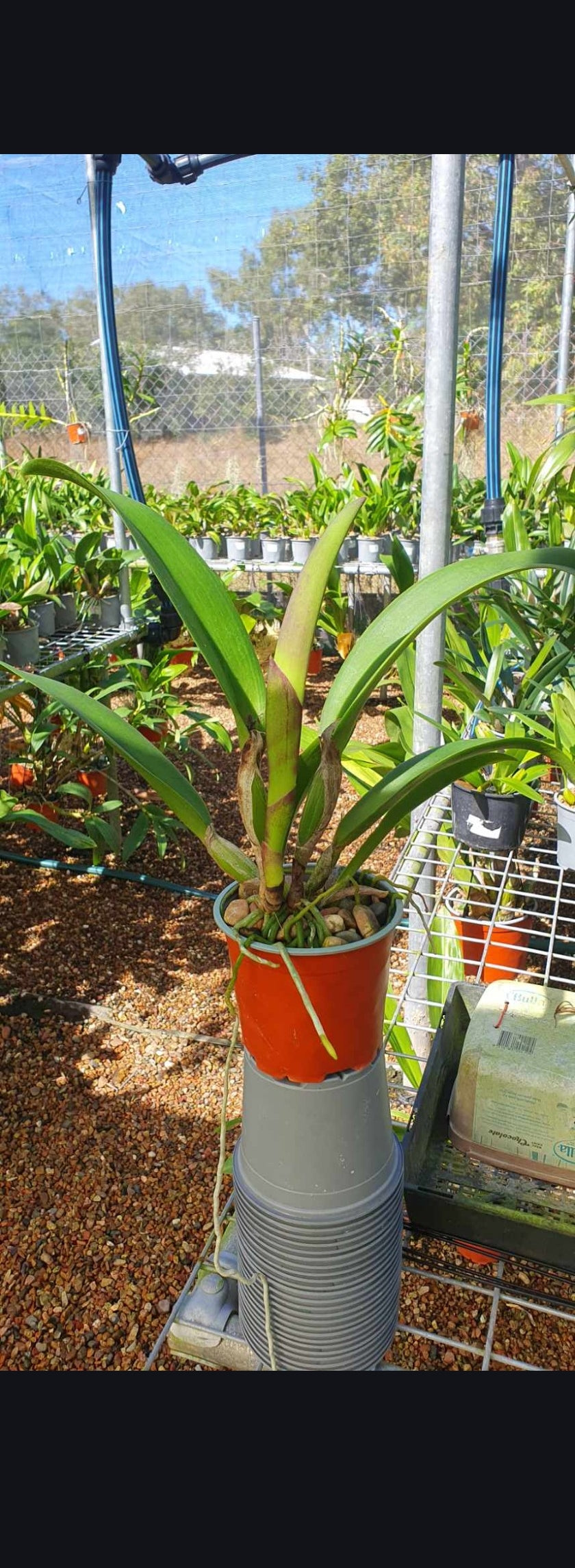 Rlc. Hey Song 'Amazing Thailand' (Special Variety)