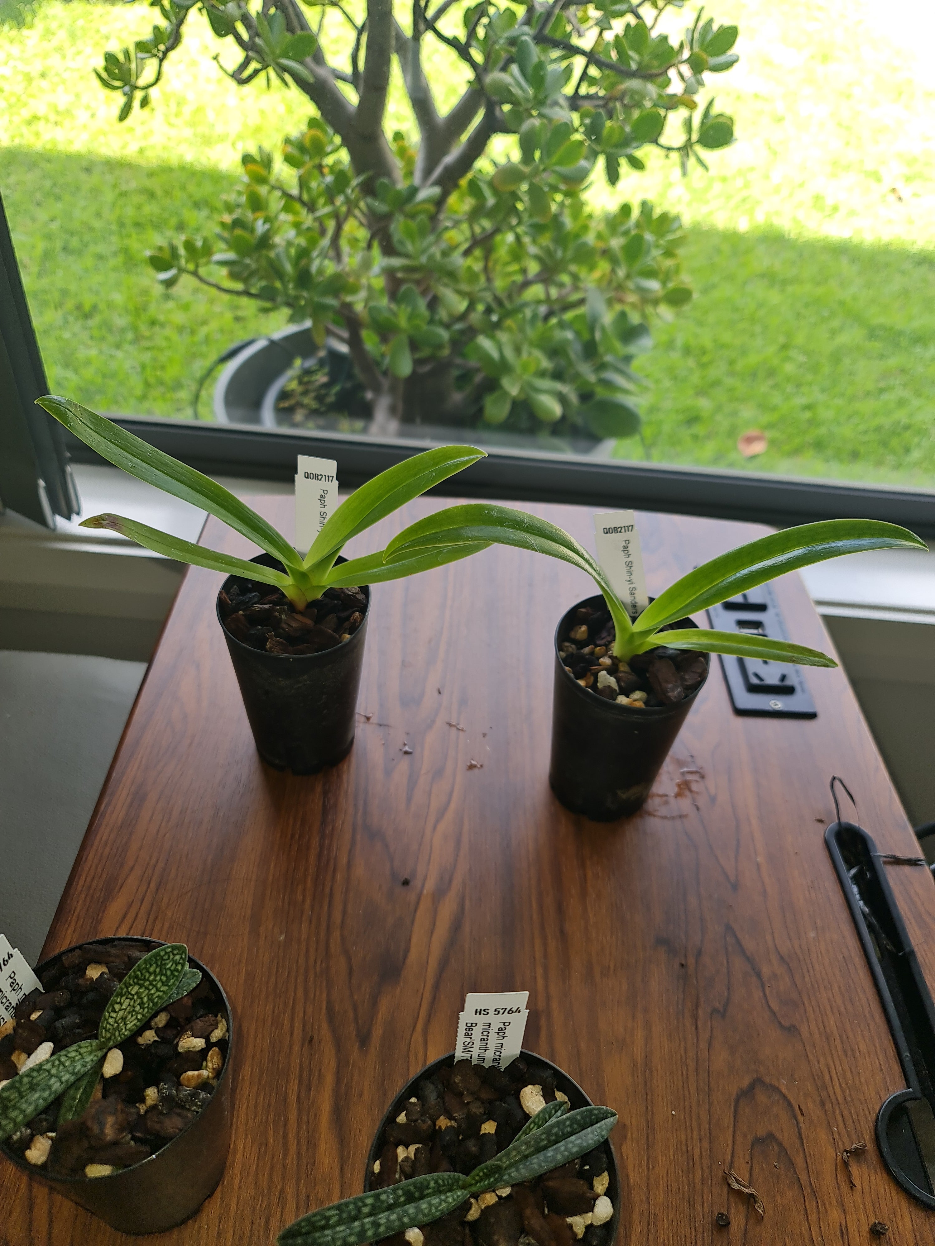 Paphiopedilum Shin-Yi Sanders (Michael Koopowitz x philippinense)