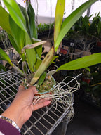 Rlc.  Amazing Bangkok (MericloneI) In Flower Buds