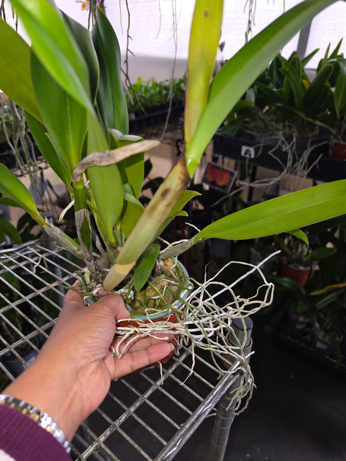Rlc.  Amazing Bangkok (MericloneI) In Flower Buds