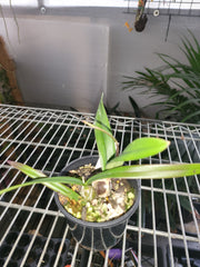Encyclia alata (In flower spike now)