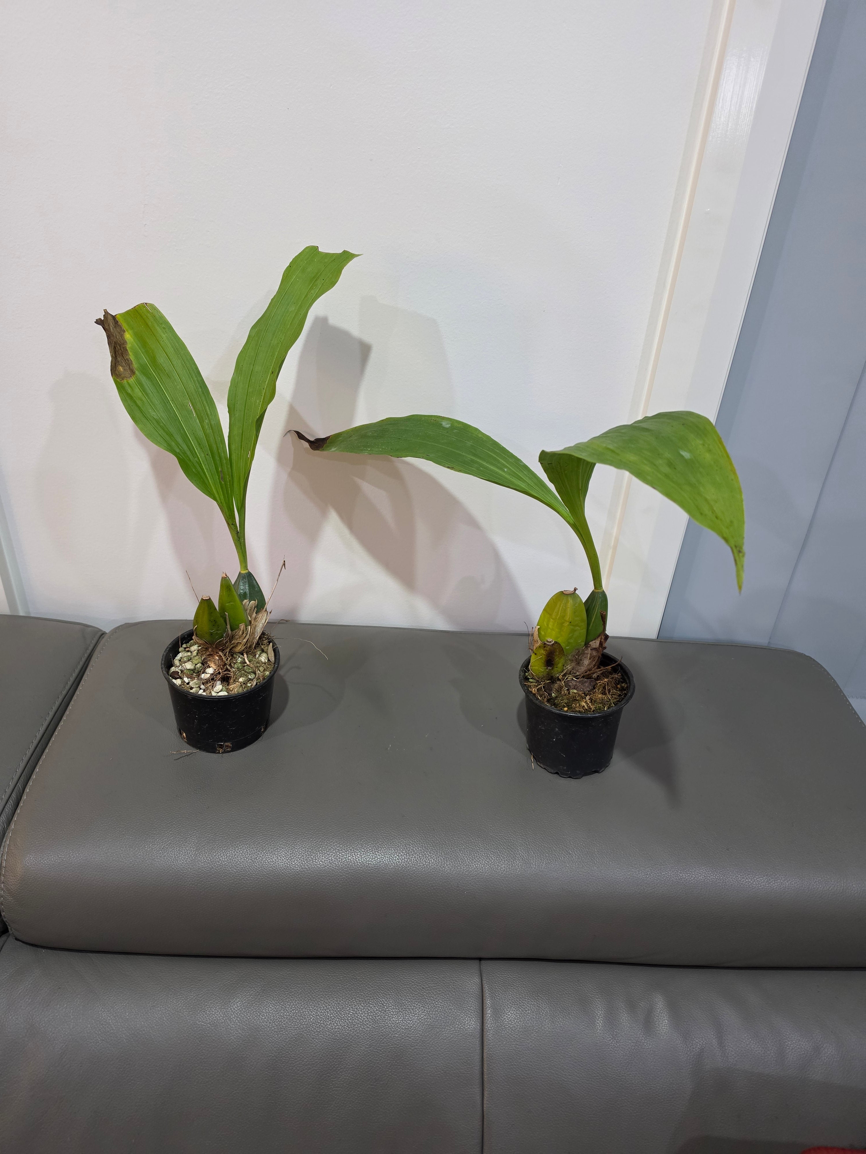 Lycaste Aromatica ( Fragrant Species) Secondary image