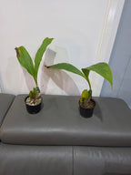 Lycaste Aromatica ( Fragrant Species)