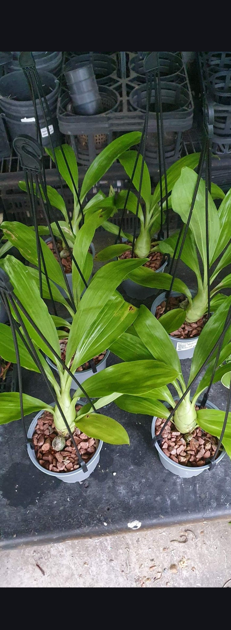 (BLACK ORCHID) Monnierara Millennium Magic 'Witchcraft'
