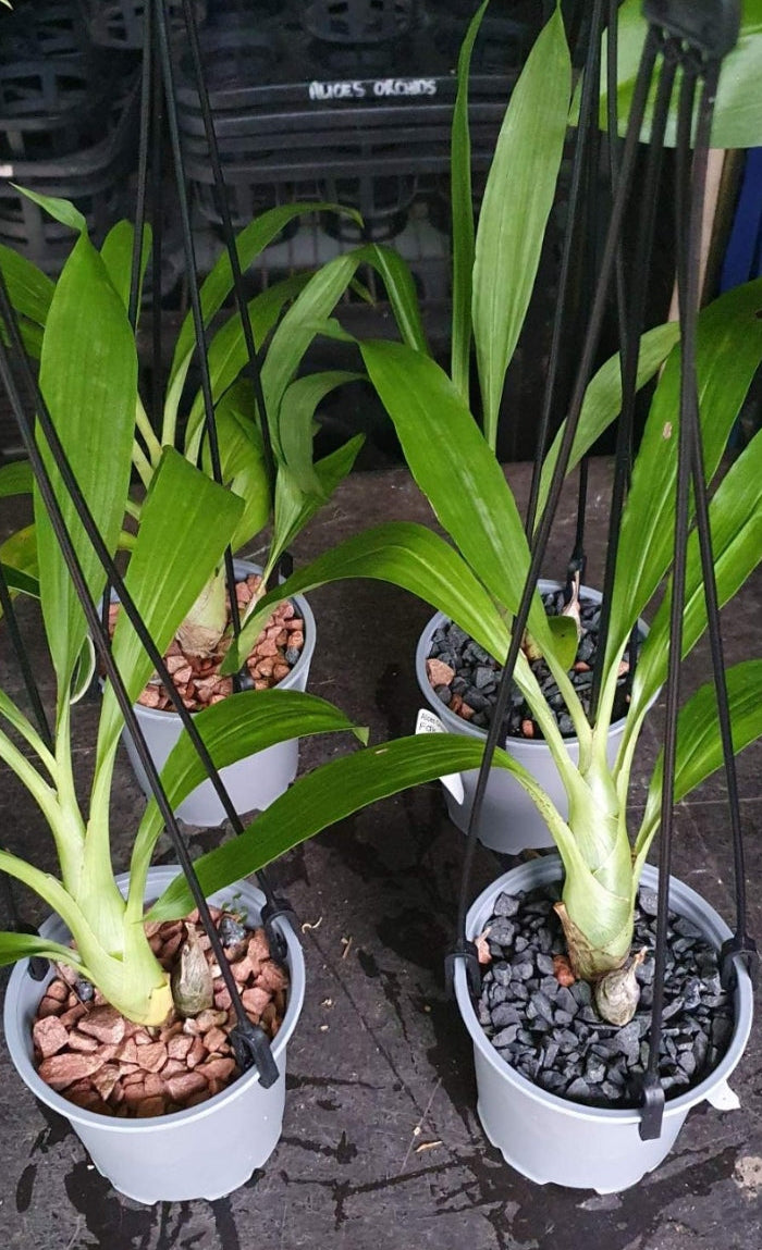 Fdk. After Dark S.V.O. Black Pearl (RARE VARIETY) Secondary image