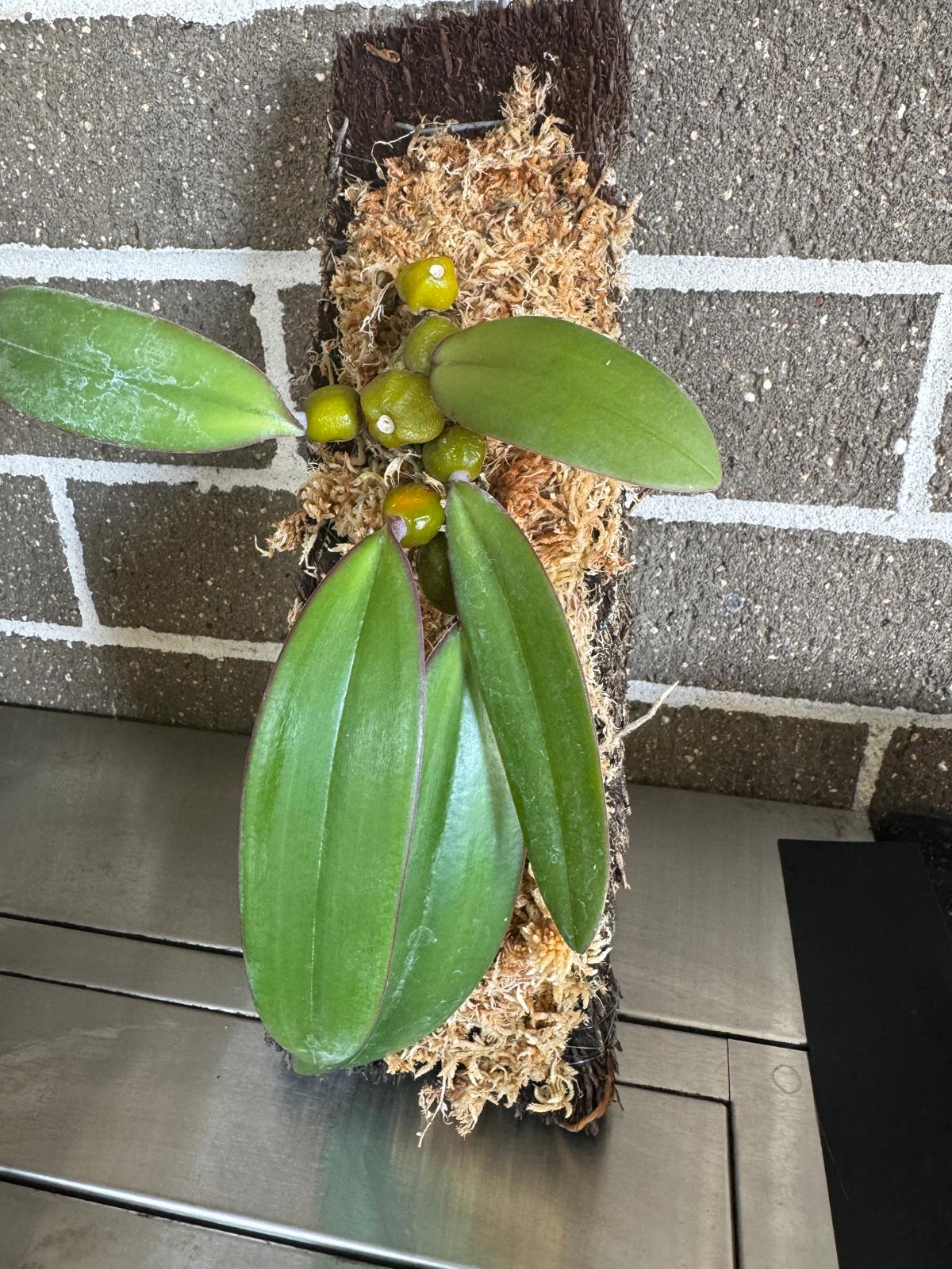 Bulbophyllum Phalaenopsis Secondary image