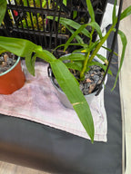 Dendrobium Smillieae