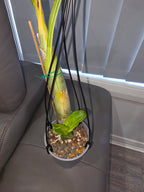 Fdk. After Hours 'SVO Way Good' x Ctsm. John C. Burchett 'Ursa Major' FCC/AOS