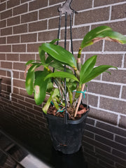 Dendrobium Floralia (Fragrant)