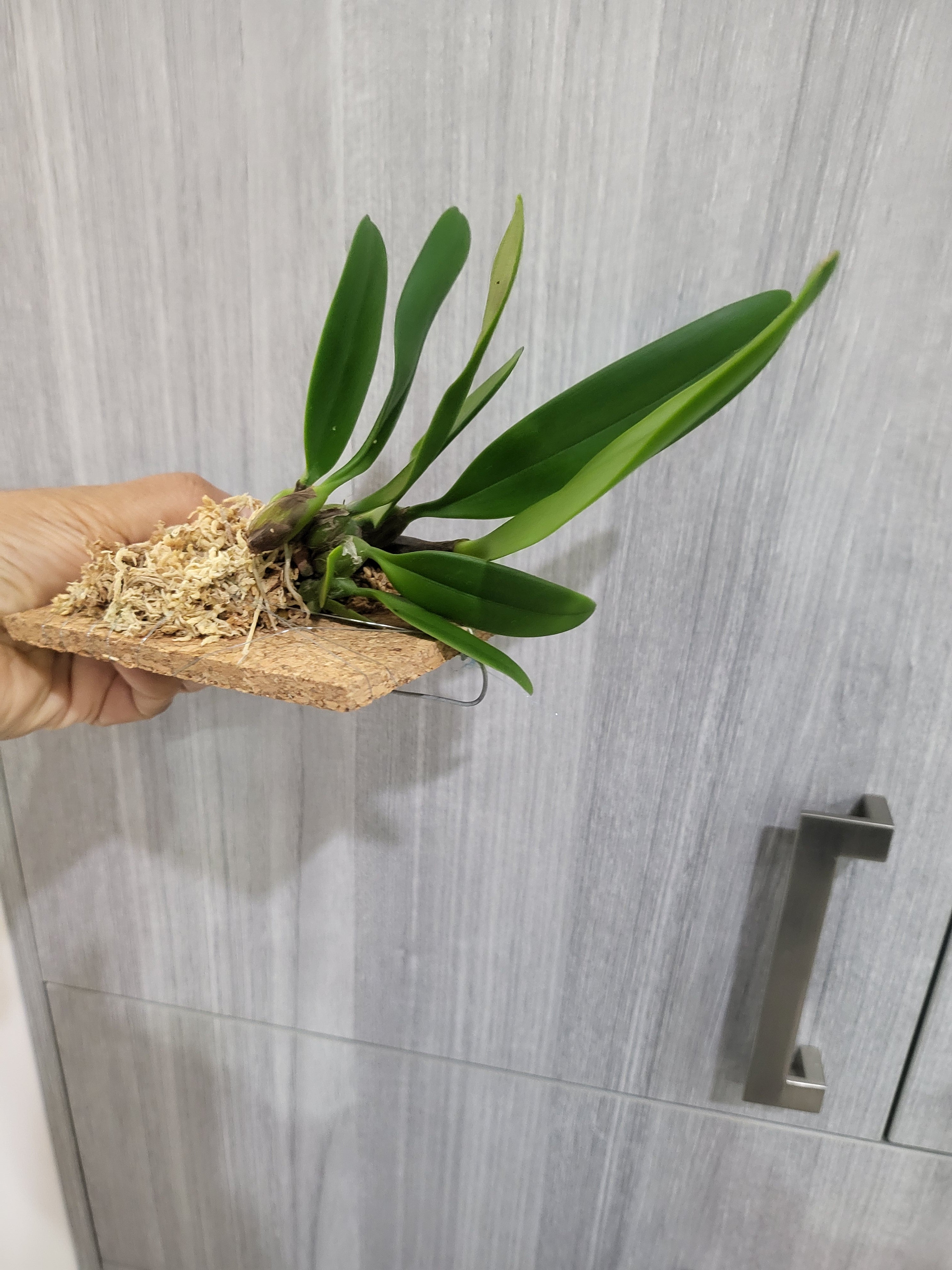 Bulbophyllum Manchind