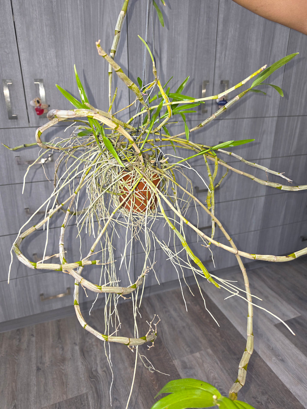 Dendrobium tortile (Fragrant)