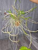 Dendrobium tortile (Fragrant)