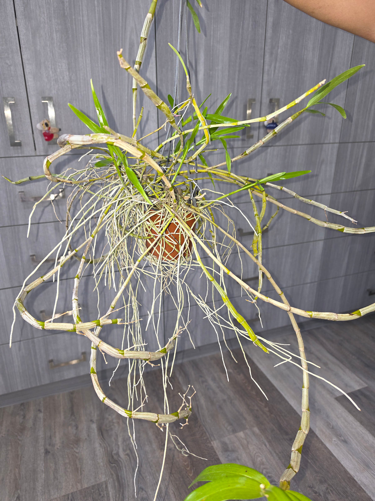 Dendrobium tortile (Fragrant)