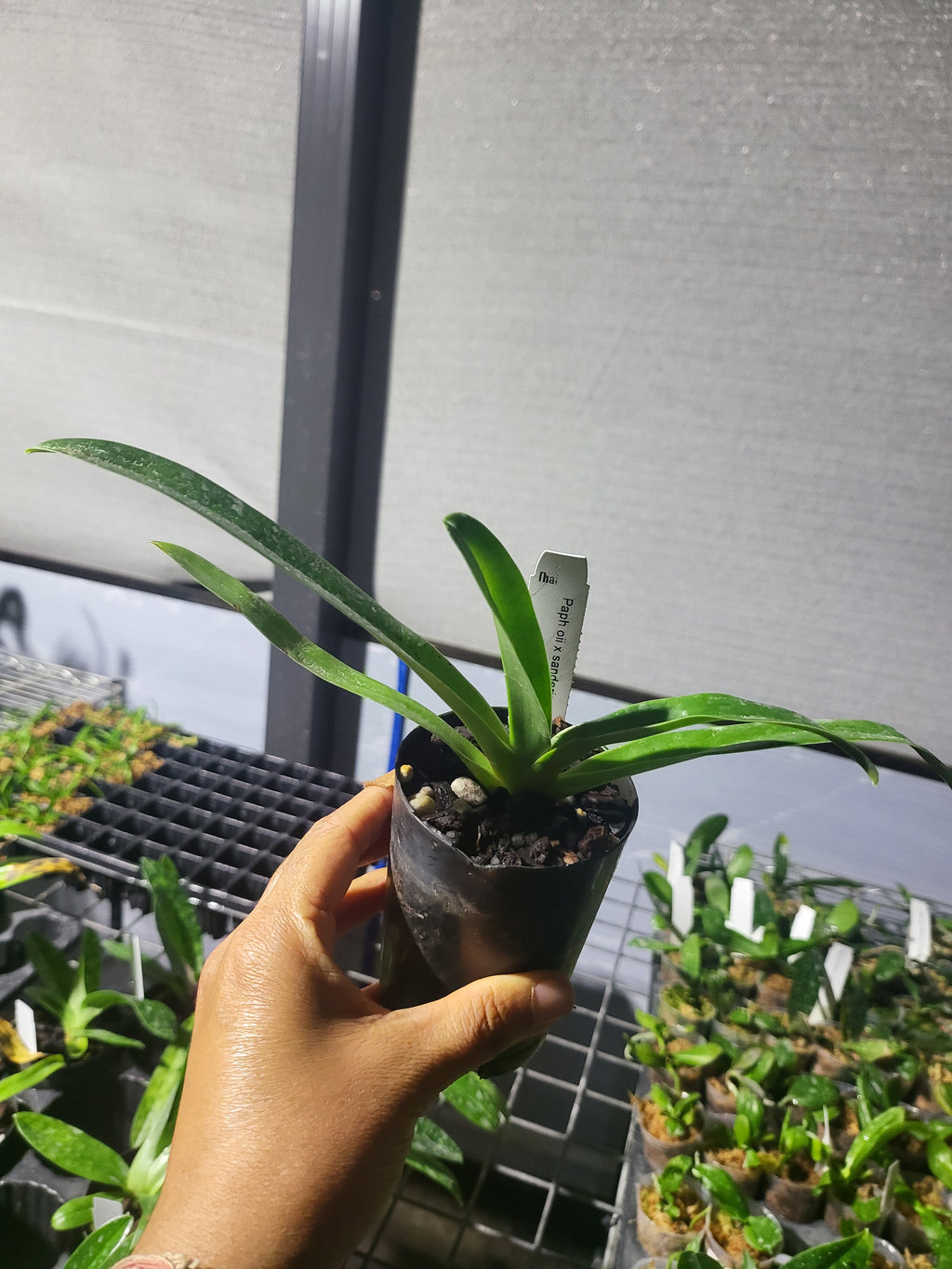 Paph.ooii x sanderianum (Multifloral)