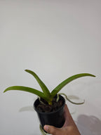 Wuttipanara Manoonya