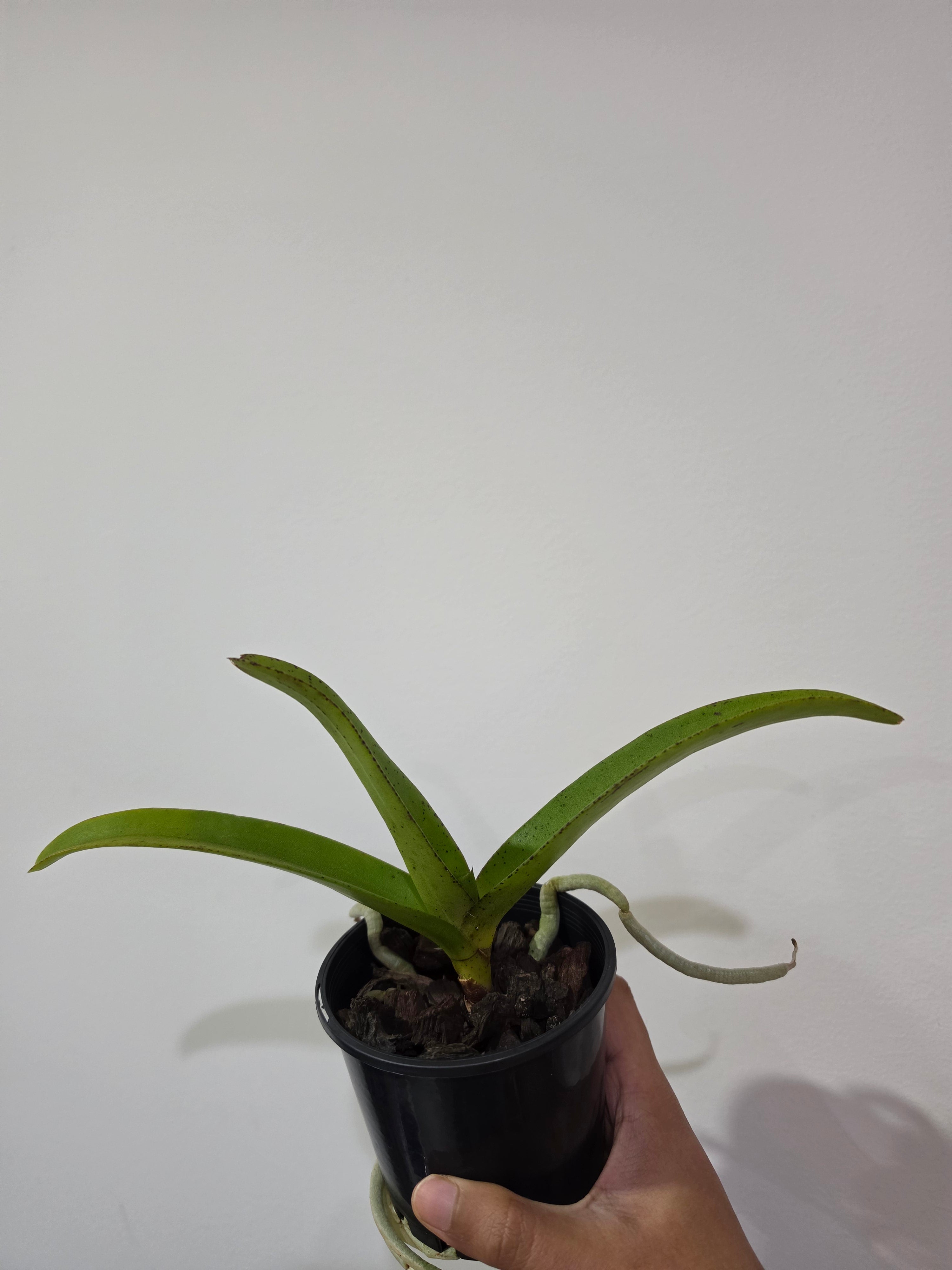 Wuttipanara Manoonya