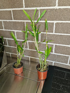 Dendrobium dearei