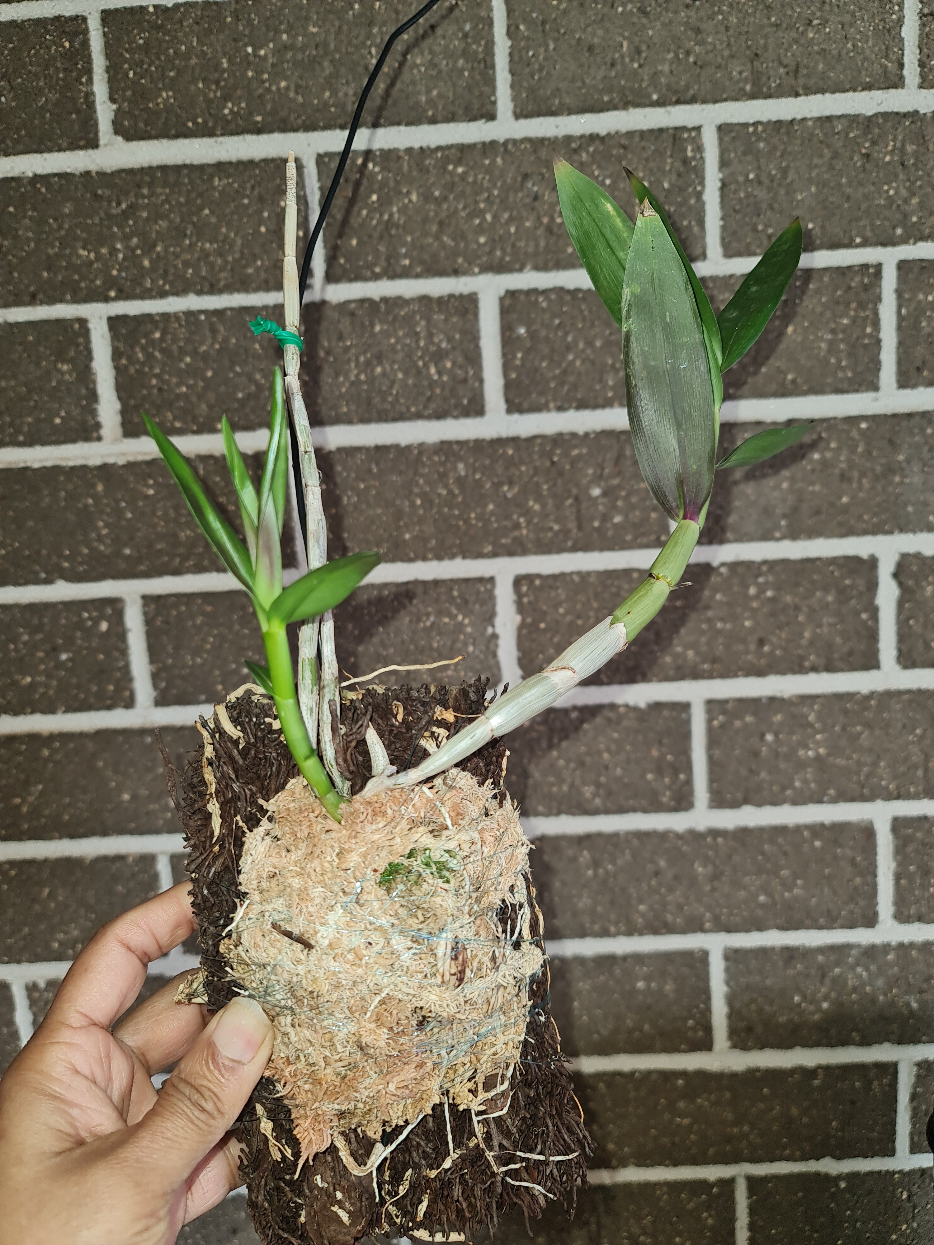 Dendrobium Smillieae Secondary image