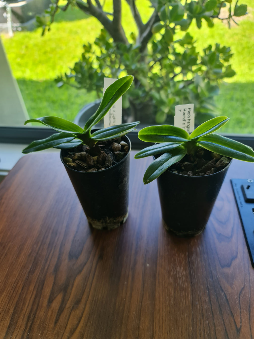 Paphiopedilum hangianum ('Haur Jih 48 Big Round' x 'Haur Jih 126 Dorsal 7 Pouch')