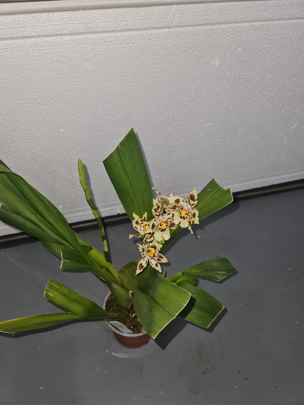 Oncostele Tan Treasures 'Lavender Picotee' (In flower spike)