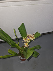 Oncostele Tan Treasures 'Lavender Picotee' (In flower spike)