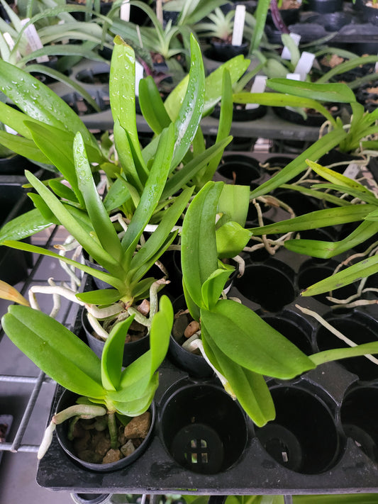 Aerides houlletiana (Orchid Species)