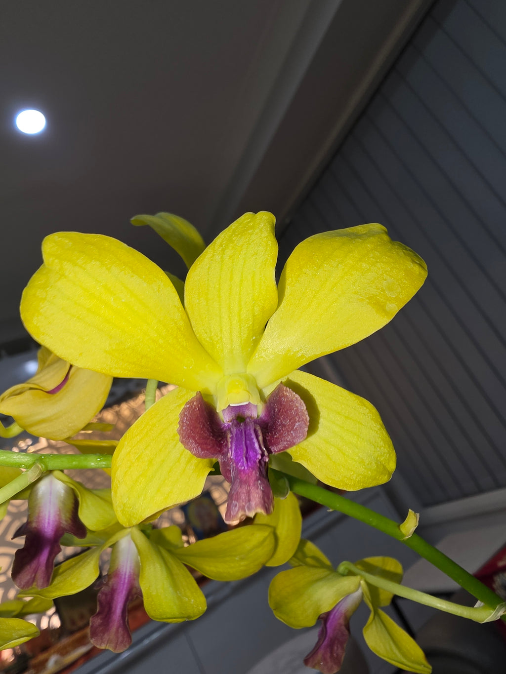 Dendrobium Madame Uraiwan