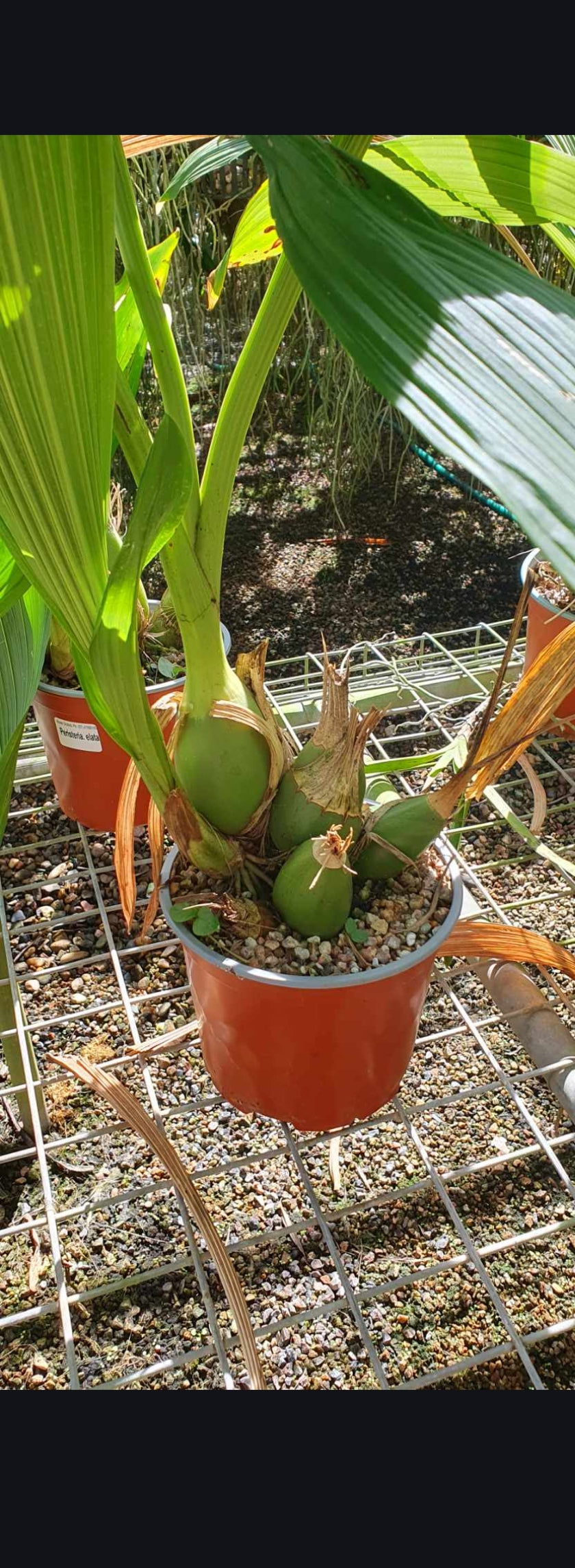 Peristeria elata (HOLY GOST ORCHID, VERY RARE FROM PANAMA)