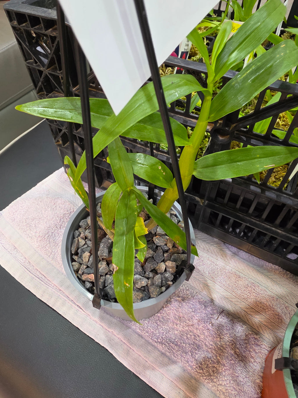 Dendrobium Smillieae