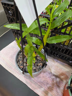 Dendrobium Smillieae